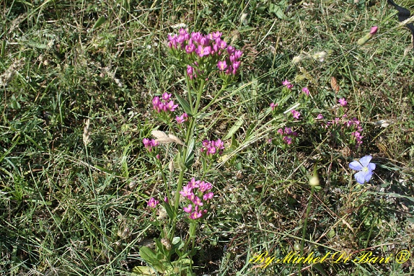 Centaurium erythraea