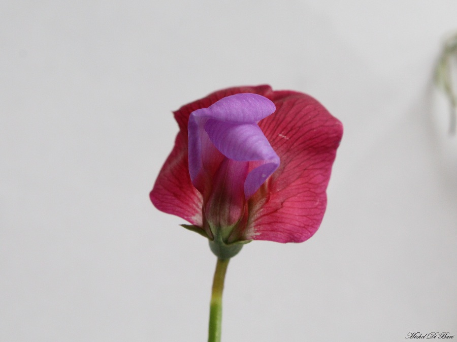 Lathyrus clymenum (=Lathyrus articulatus)