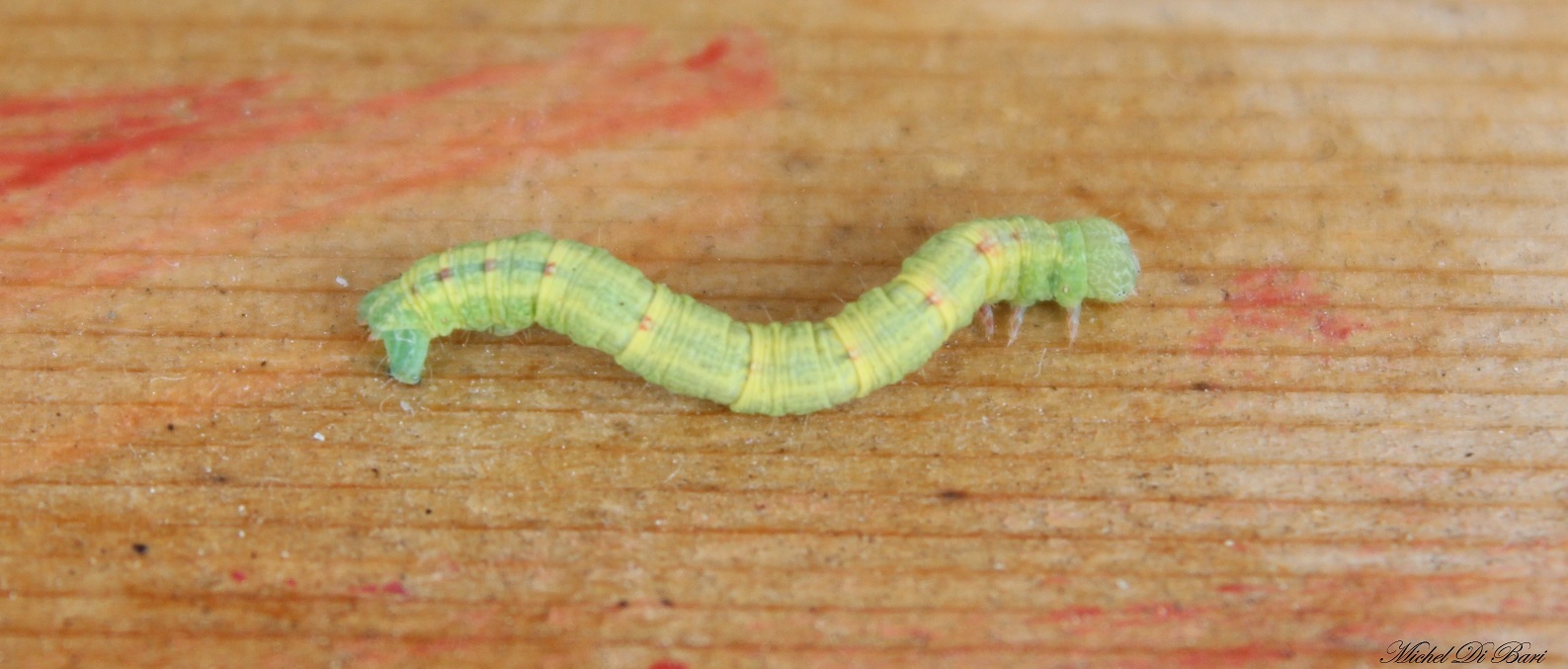 bruco di Cabera sp. (Geometridae)