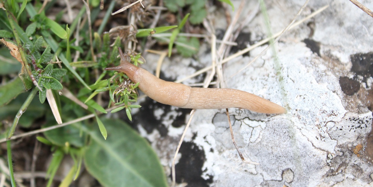 Piccola Limax da Id