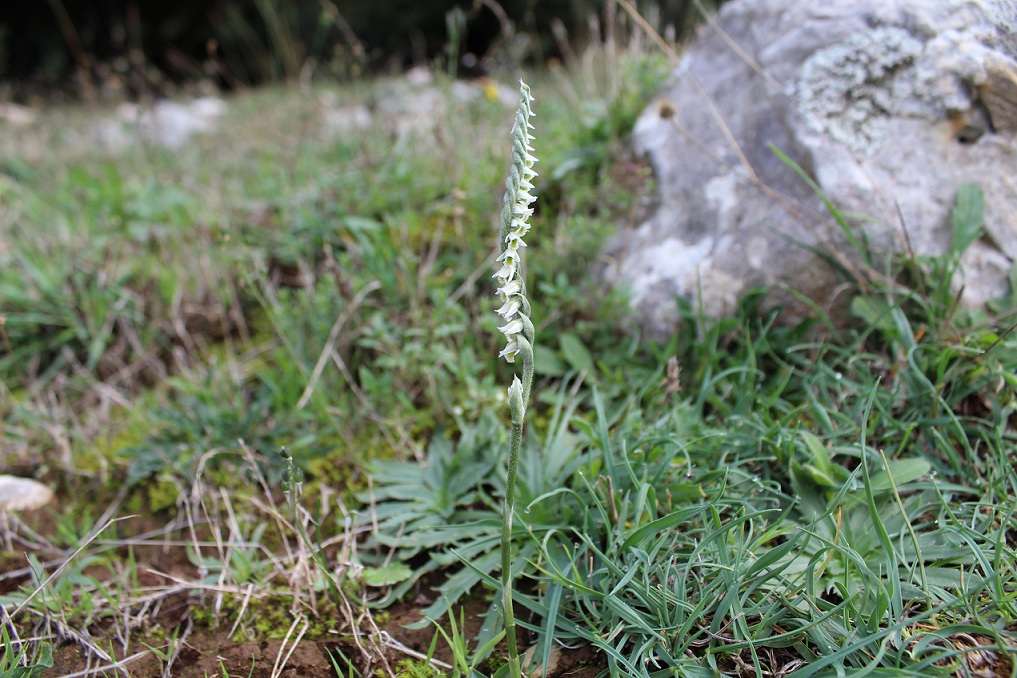 Spiranthes spiralis