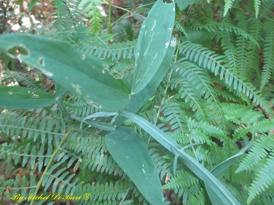 Sempre Lathyrus sylvestris ?