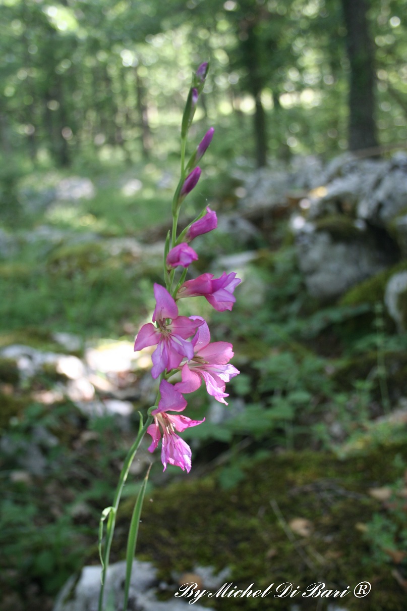 Gladiolus sp.