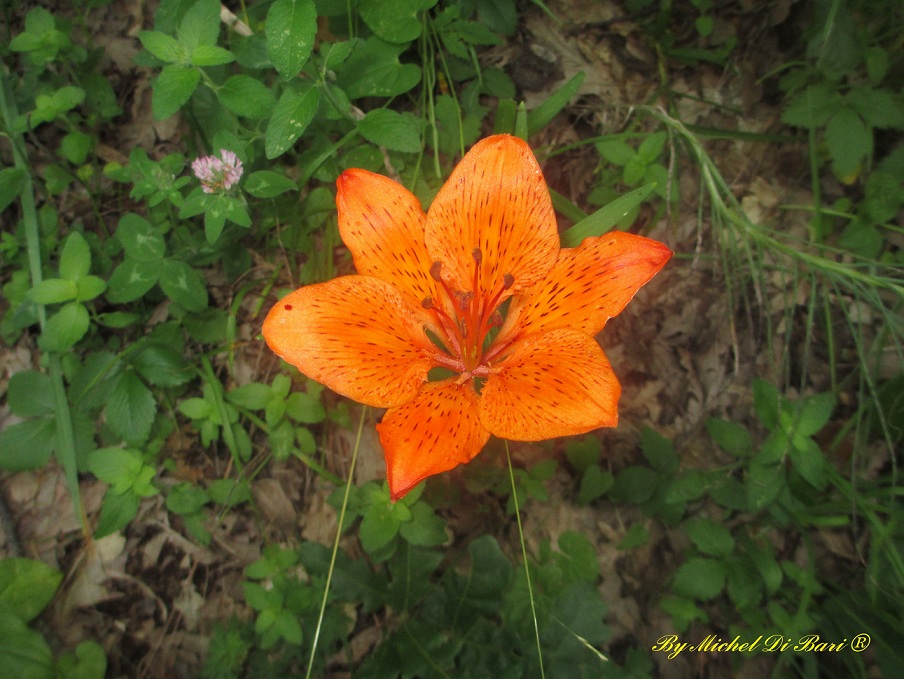 Lilium bulbiferum ssp. croceum