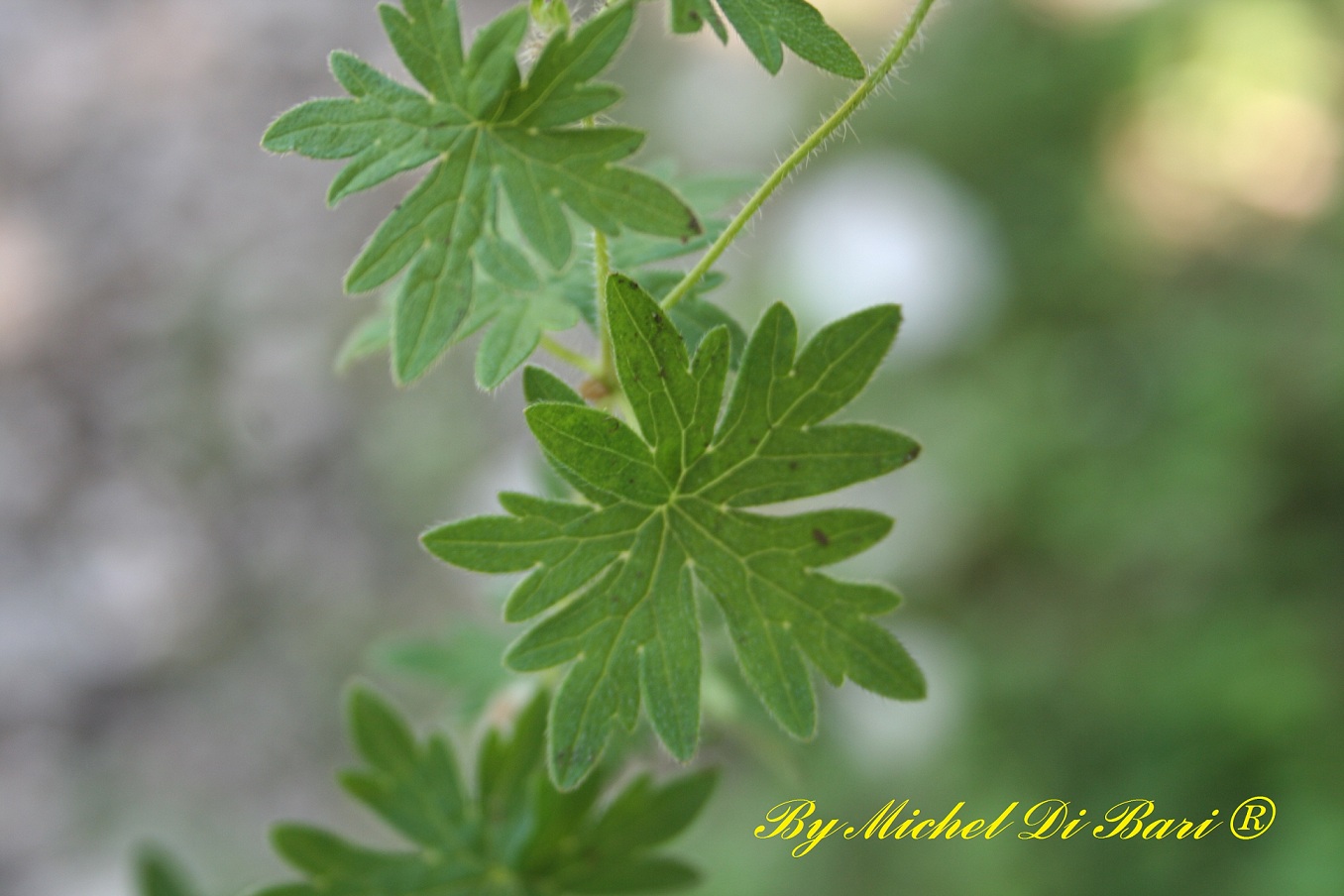 Geranium sanguineum