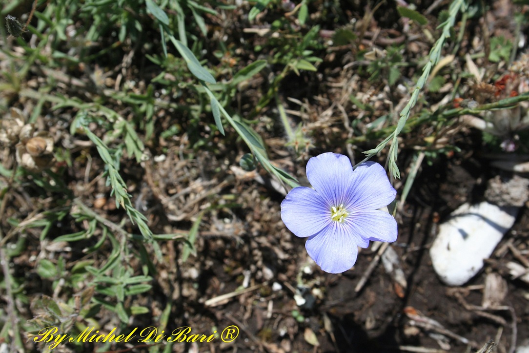 Linum tommasinii?