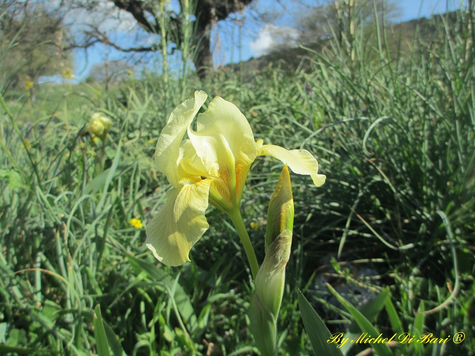 Iris pseudopumila / Giaggiolo siciliano