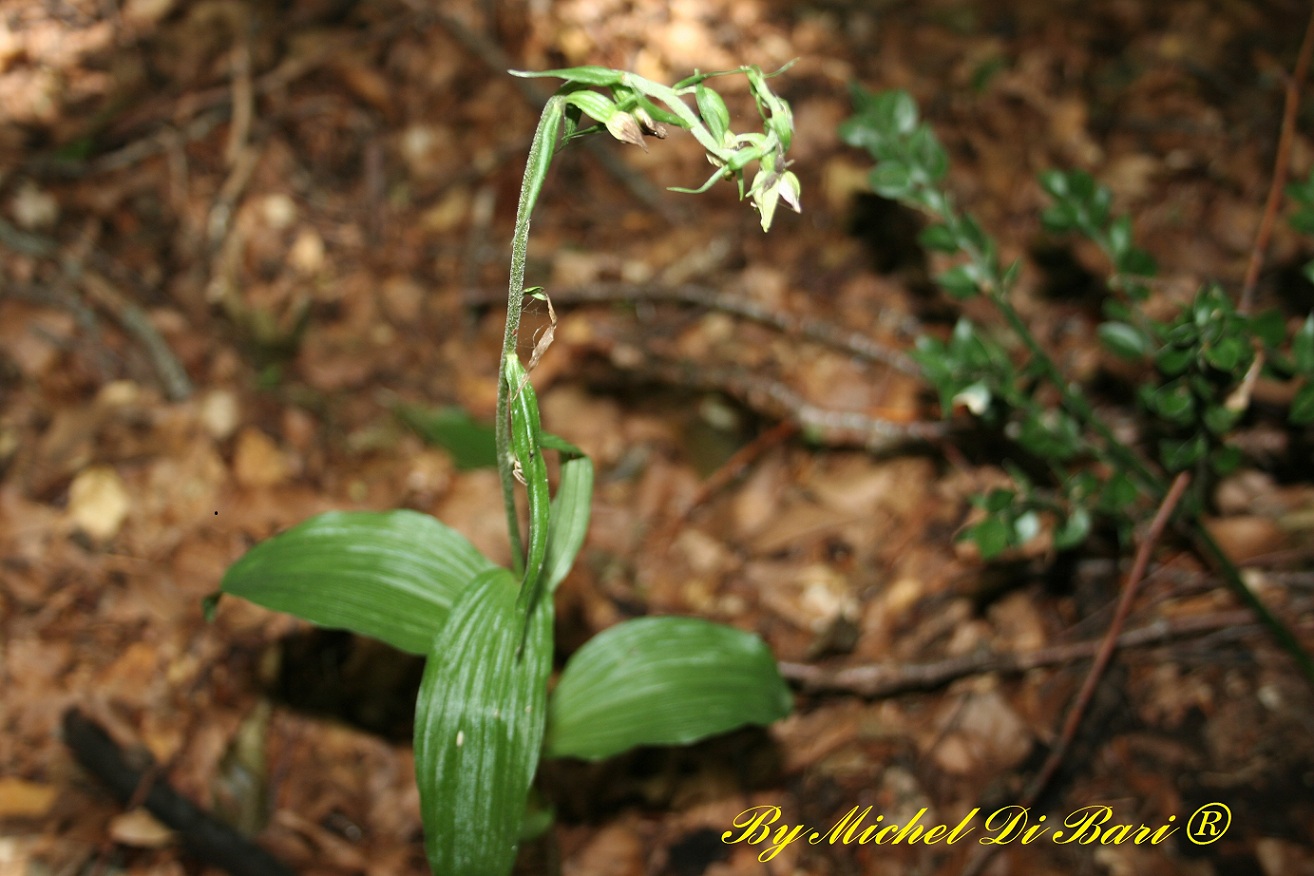 Epipactis meridionalis