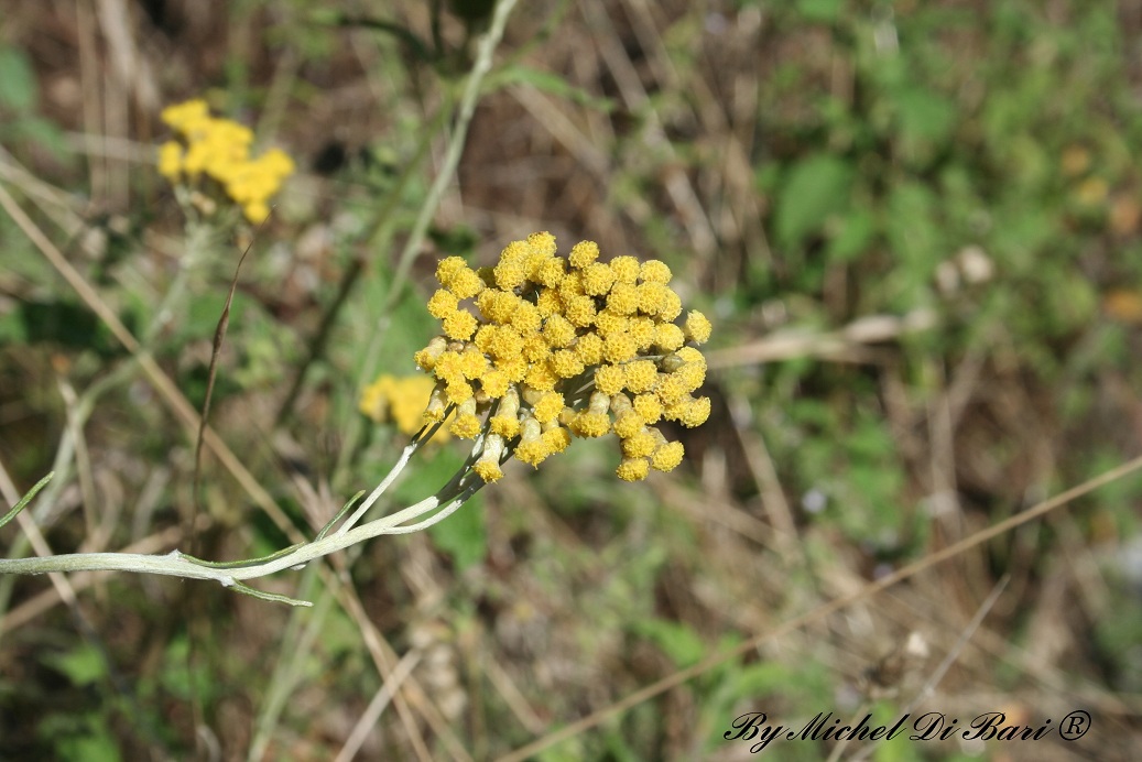 Helichrysum italicum