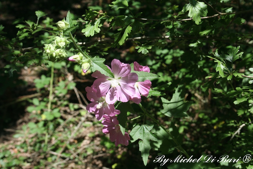 Malva Thuringiaca / Malvone di Turingia