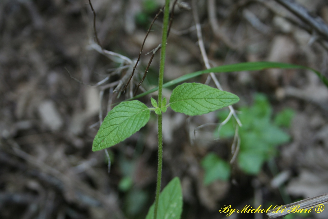 Clinopodium vulgare