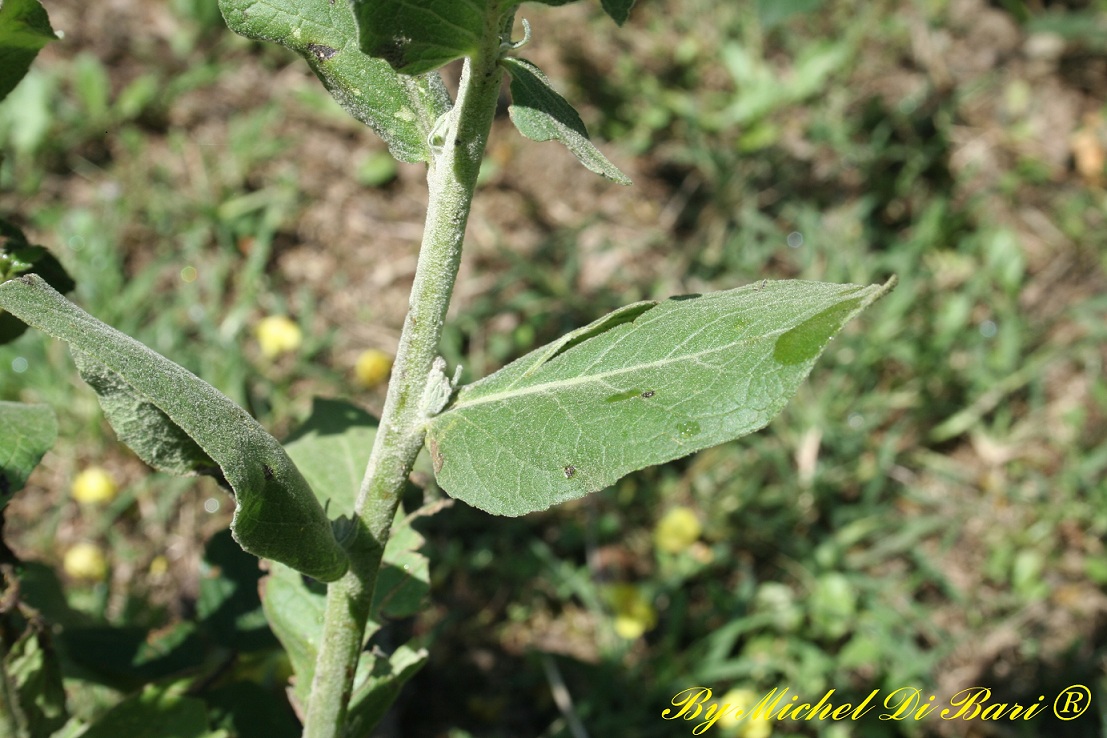 Quale Verbascum?