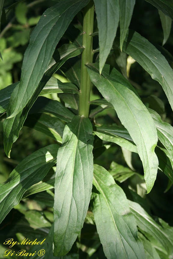 Digitalis micrantha (=D.lutea subsp. australis