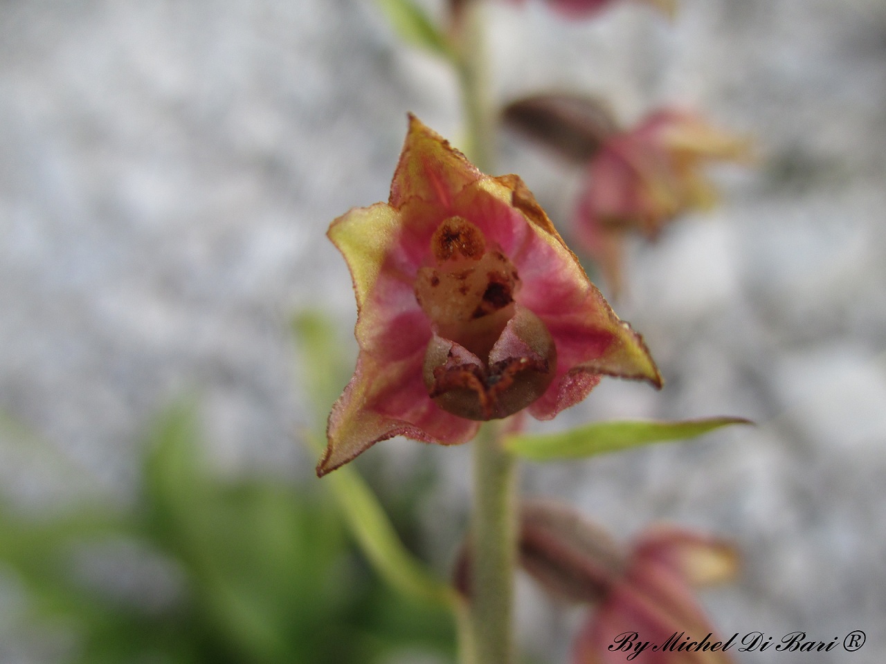 Epipactis atrorubens