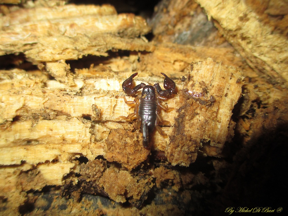 Euscorpius sicanus - Gargano