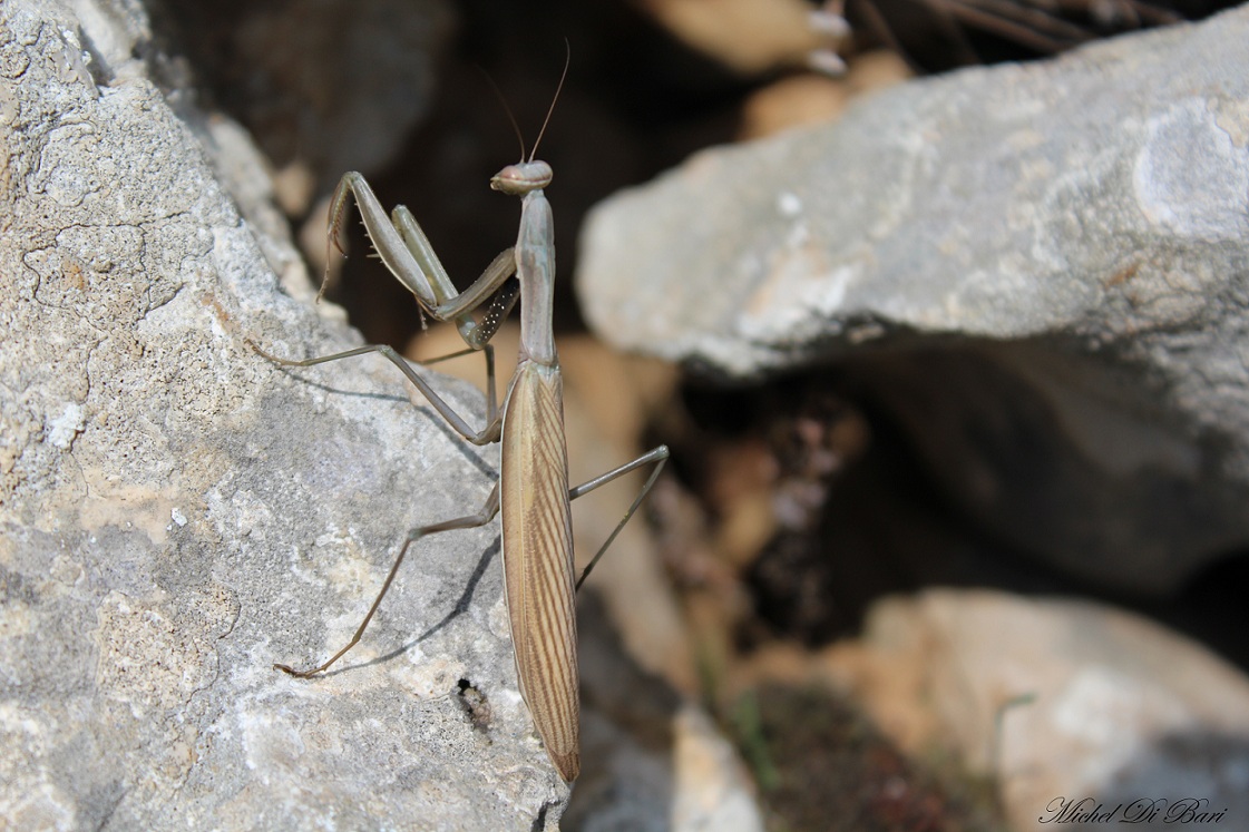 Mantide religiosa (femmina)