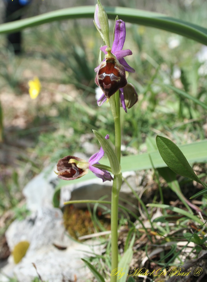 Ophrys biscutella