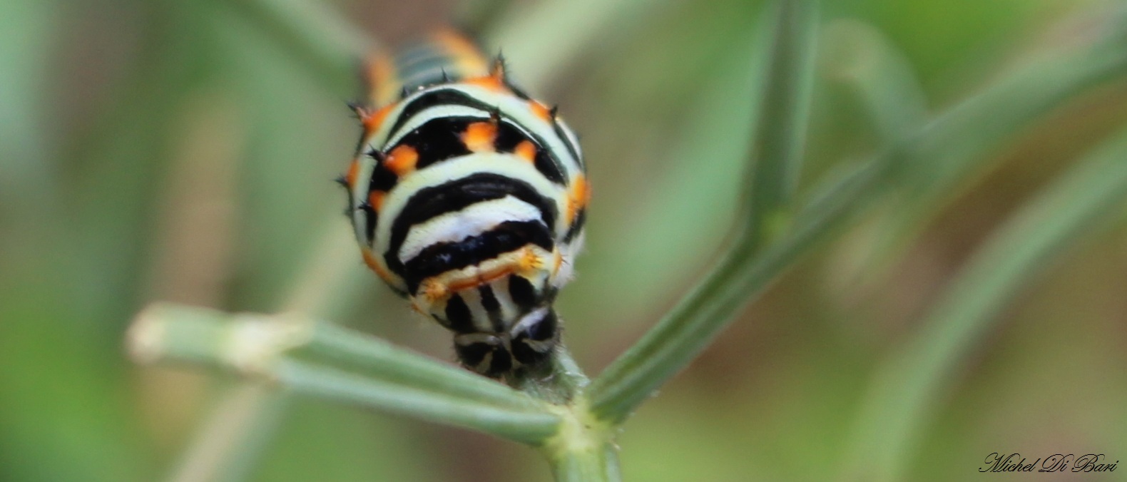 Bruco di papilio machaon? - S