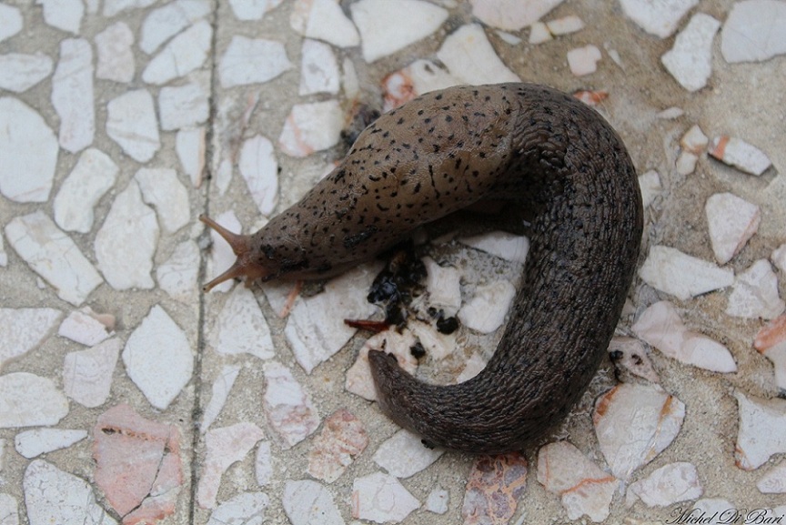 Limax valle Carbonara Gargano (FG)