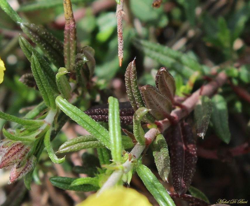 Helianthemum jonium / Eliantemo jonico