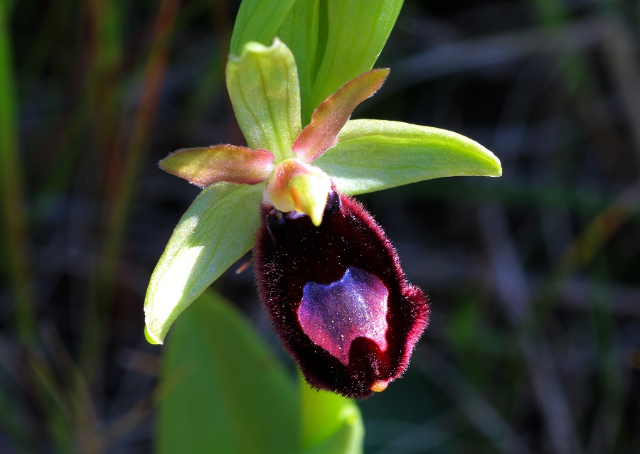 Ophrys bertoloniiformis O. & E. Danesch