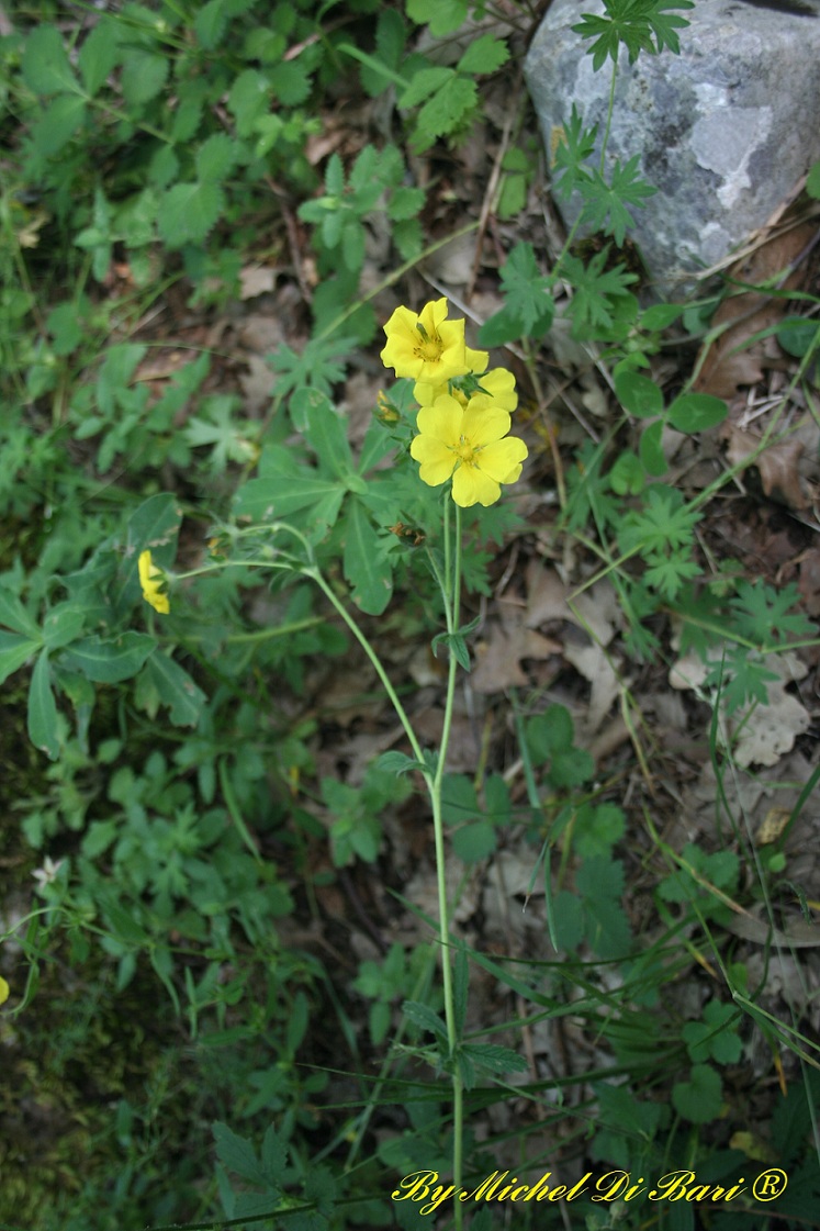 Potentilla recta