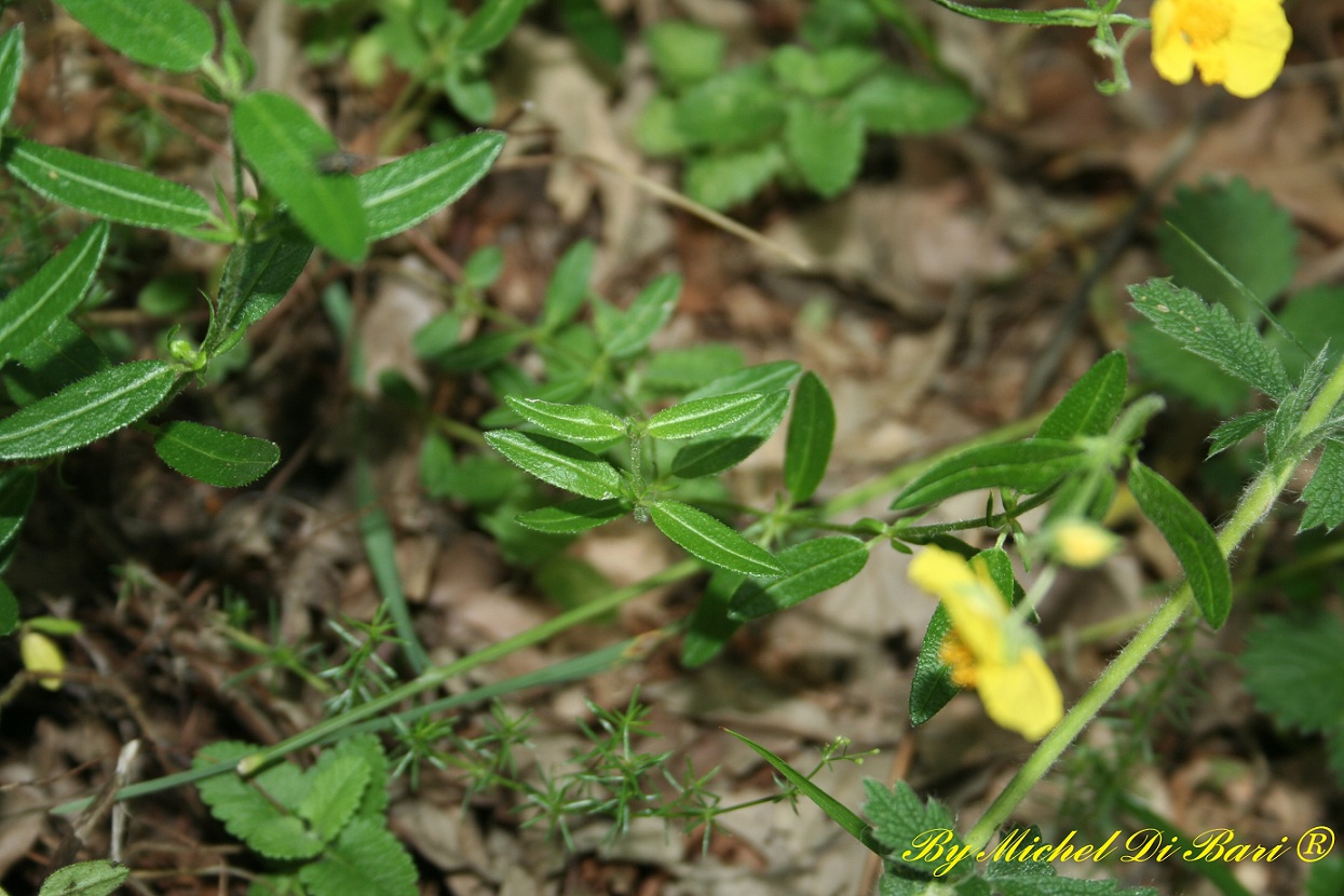 Helianthemum sp.