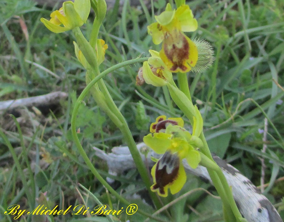 Altra Ohrys da ID