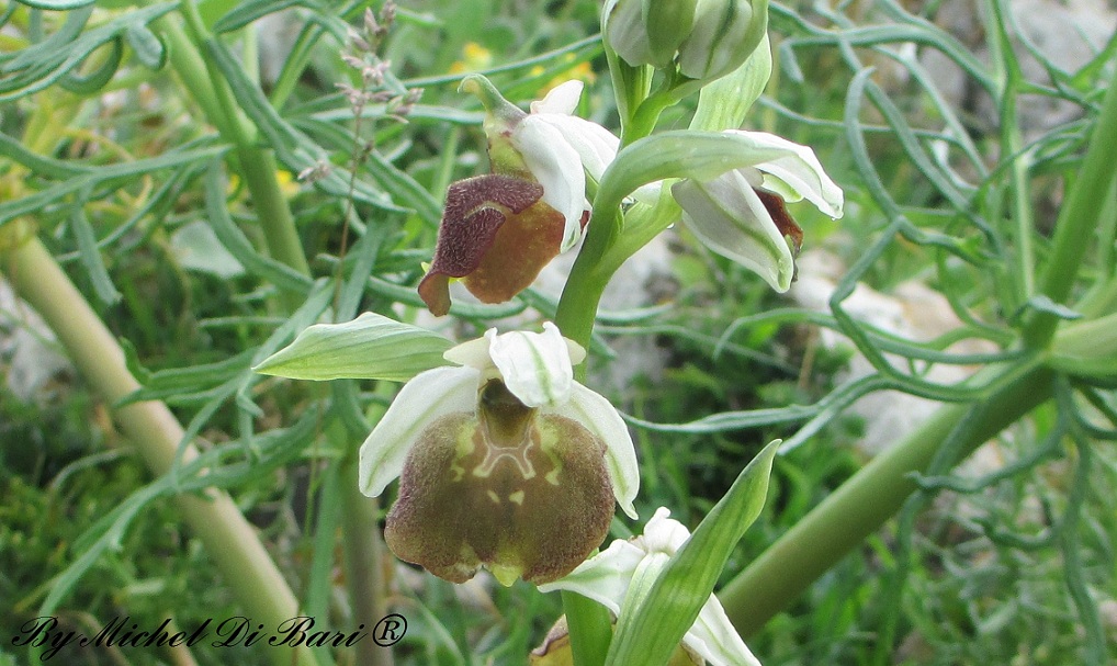 Ophrys parvimaculata