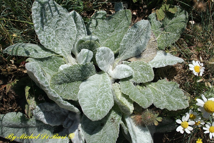 salvia argentea