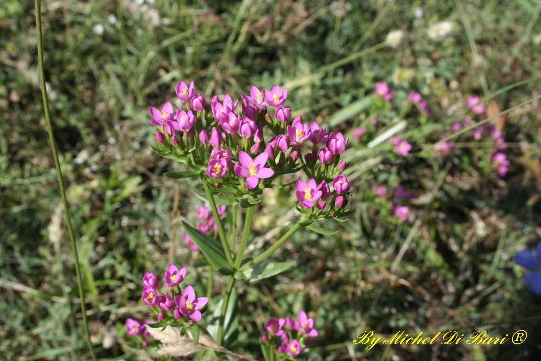 Centaurium erythraea