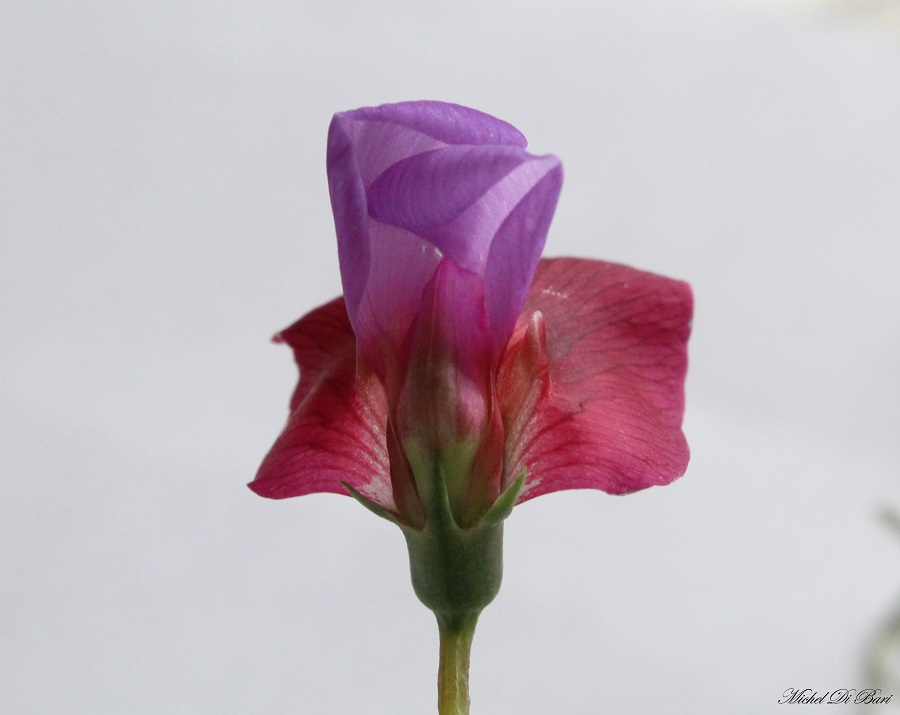 Lathyrus clymenum (=Lathyrus articulatus)