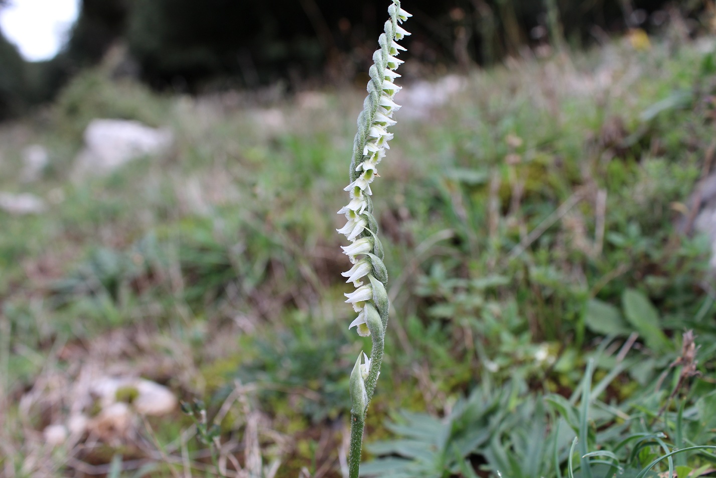 Spiranthes spiralis