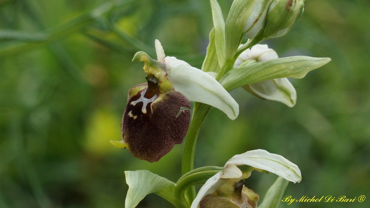 Ophrys parvimaculata