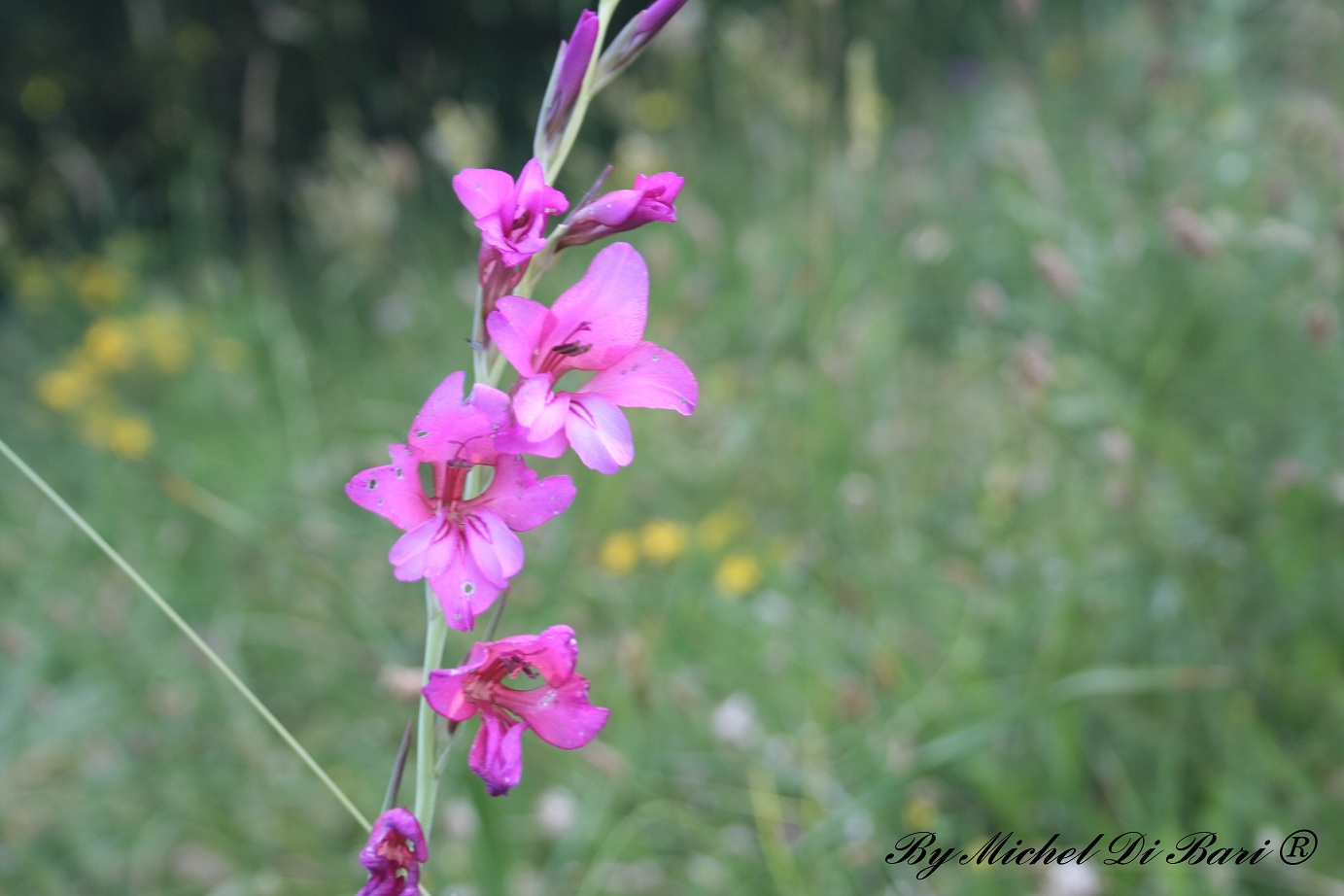 Gladiolus sp.