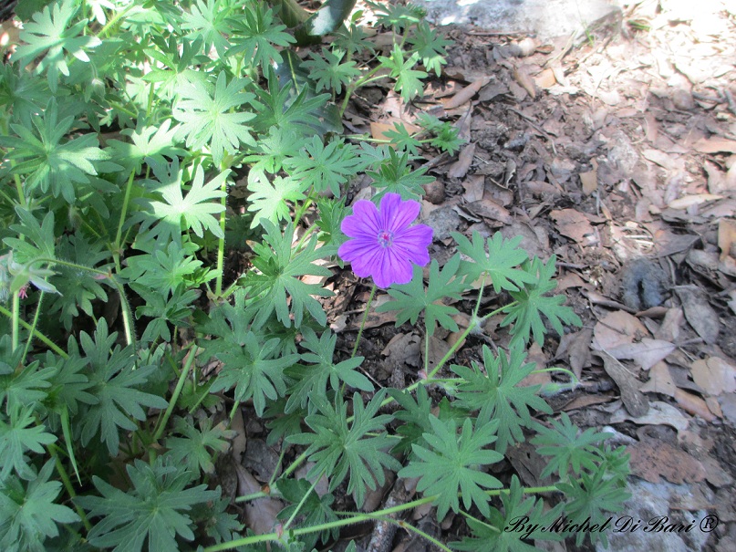 Geranium sanguineum