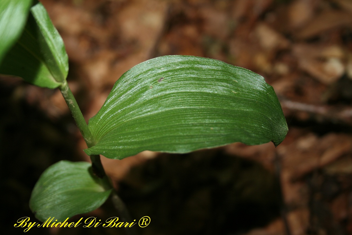 Epipactis meridionalis