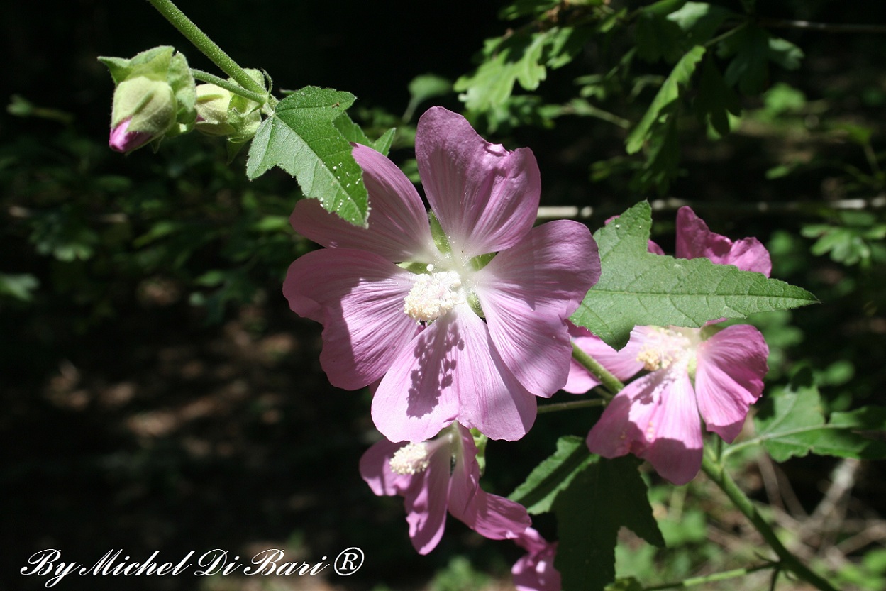 Malva Thuringiaca / Malvone di Turingia