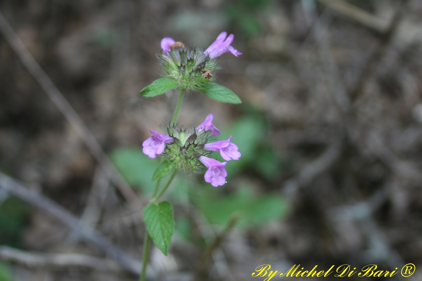 Clinopodium vulgare