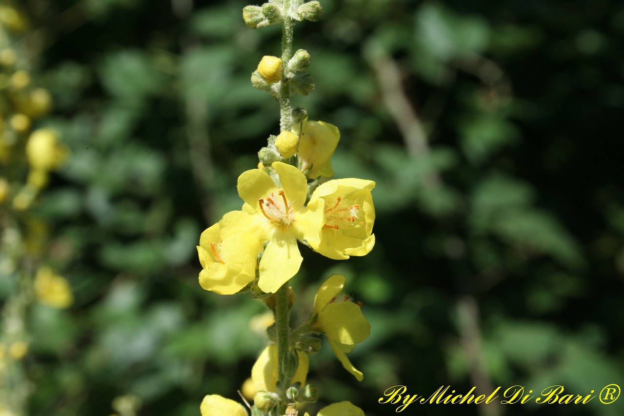 Quale Verbascum?