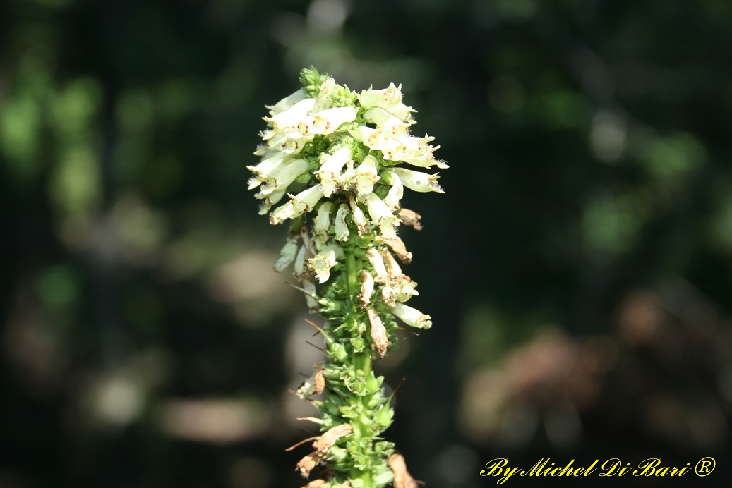 Digitalis micrantha (=D.lutea subsp. australis