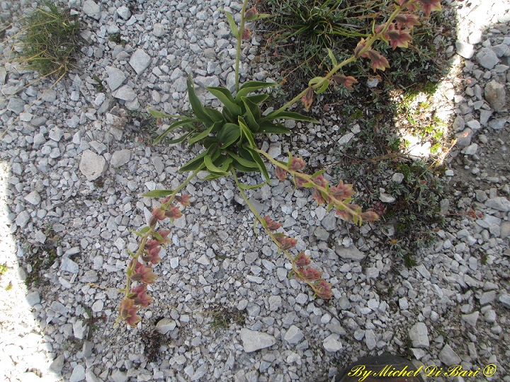 Epipactis atrorubens