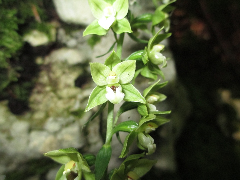 Altra epipactis da ID