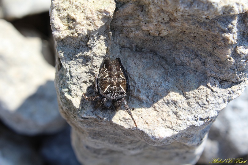 Cyrtophora citricola - Manfredonia (FG)