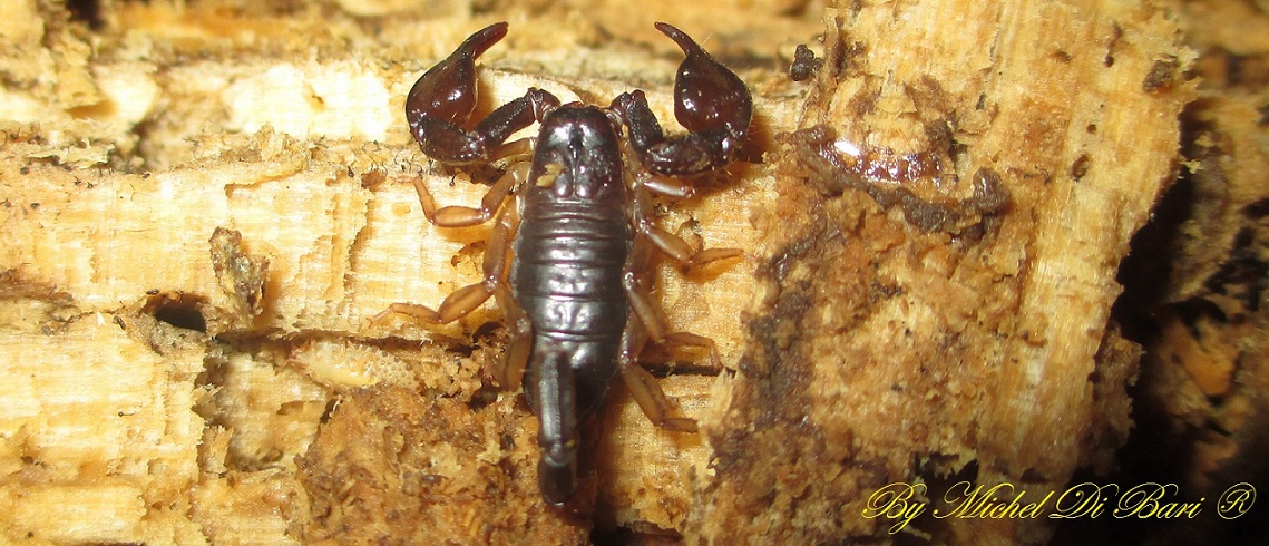 Euscorpius sicanus - Gargano