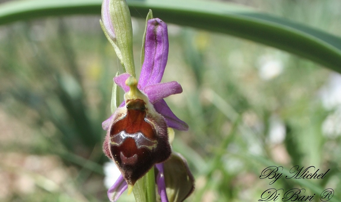 Ophrys biscutella