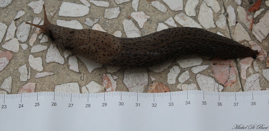 Limax valle Carbonara Gargano (FG)