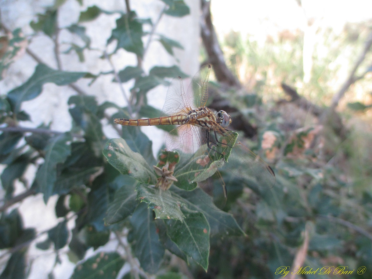 Libellula da ID: Trithemis annulata immature