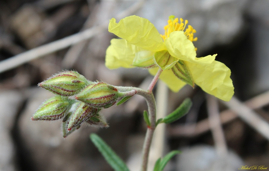 Helianthemum jonium / Eliantemo jonico