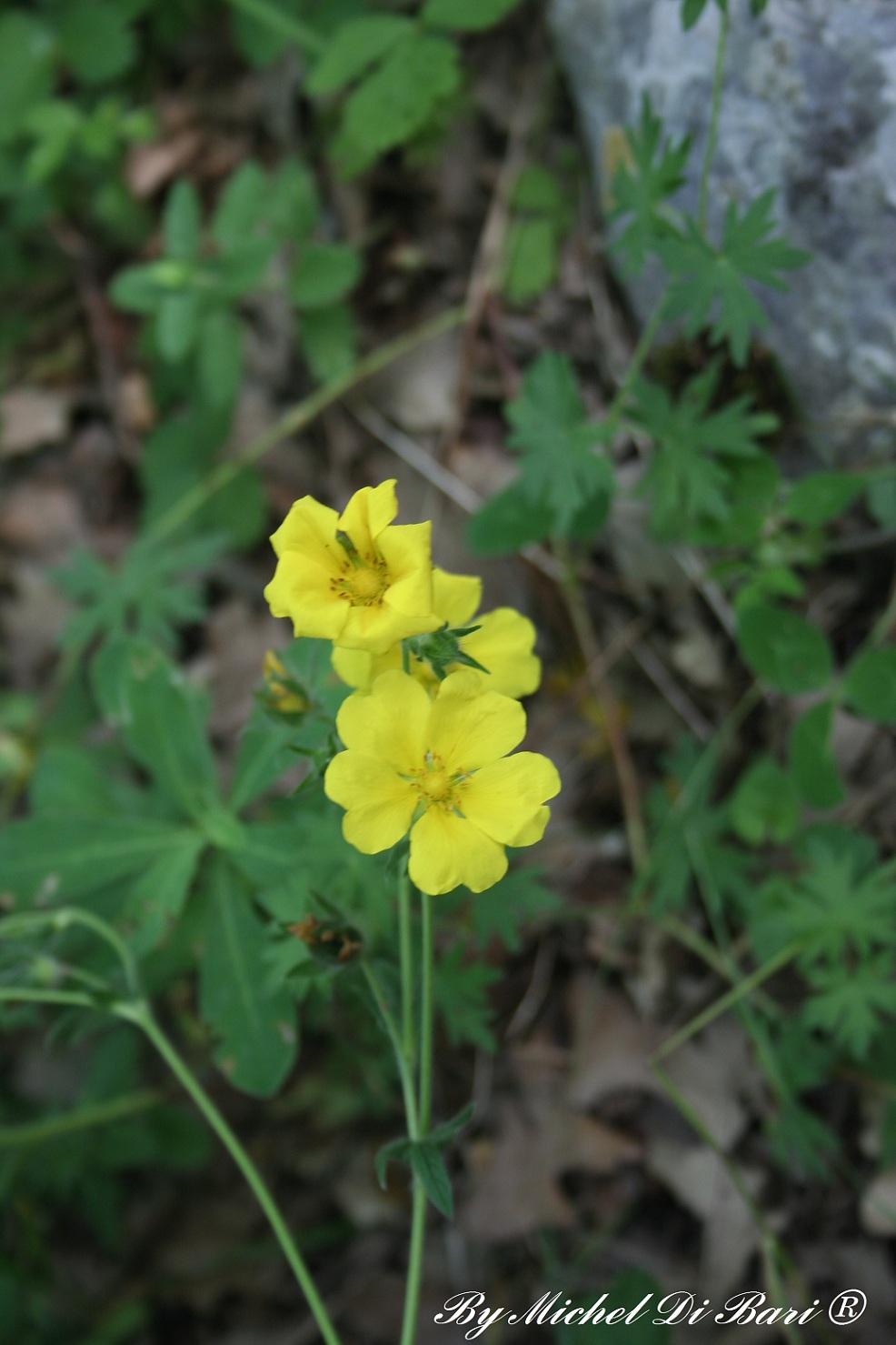 Potentilla recta